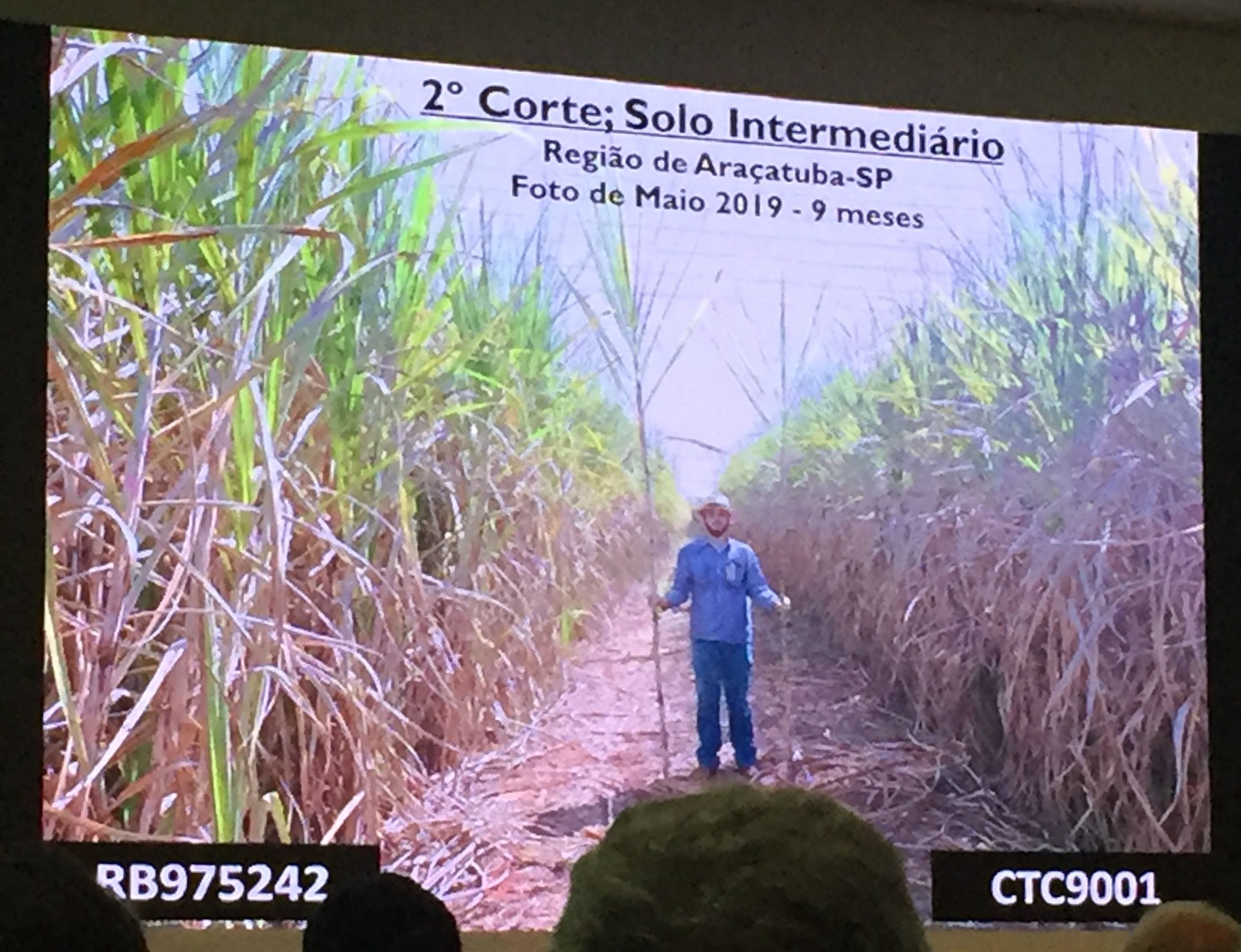 A man in between two fields of sugarcane holds a representative single stalk in each hand. They both tower over him by at least a meter. The stalk on the left is taller, indicating a more productive variety.